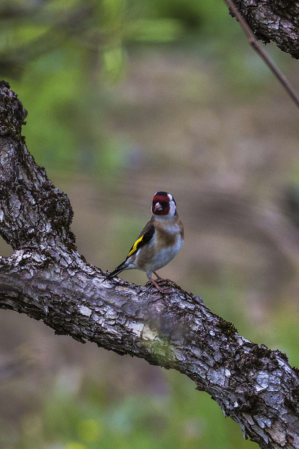 goldfinch