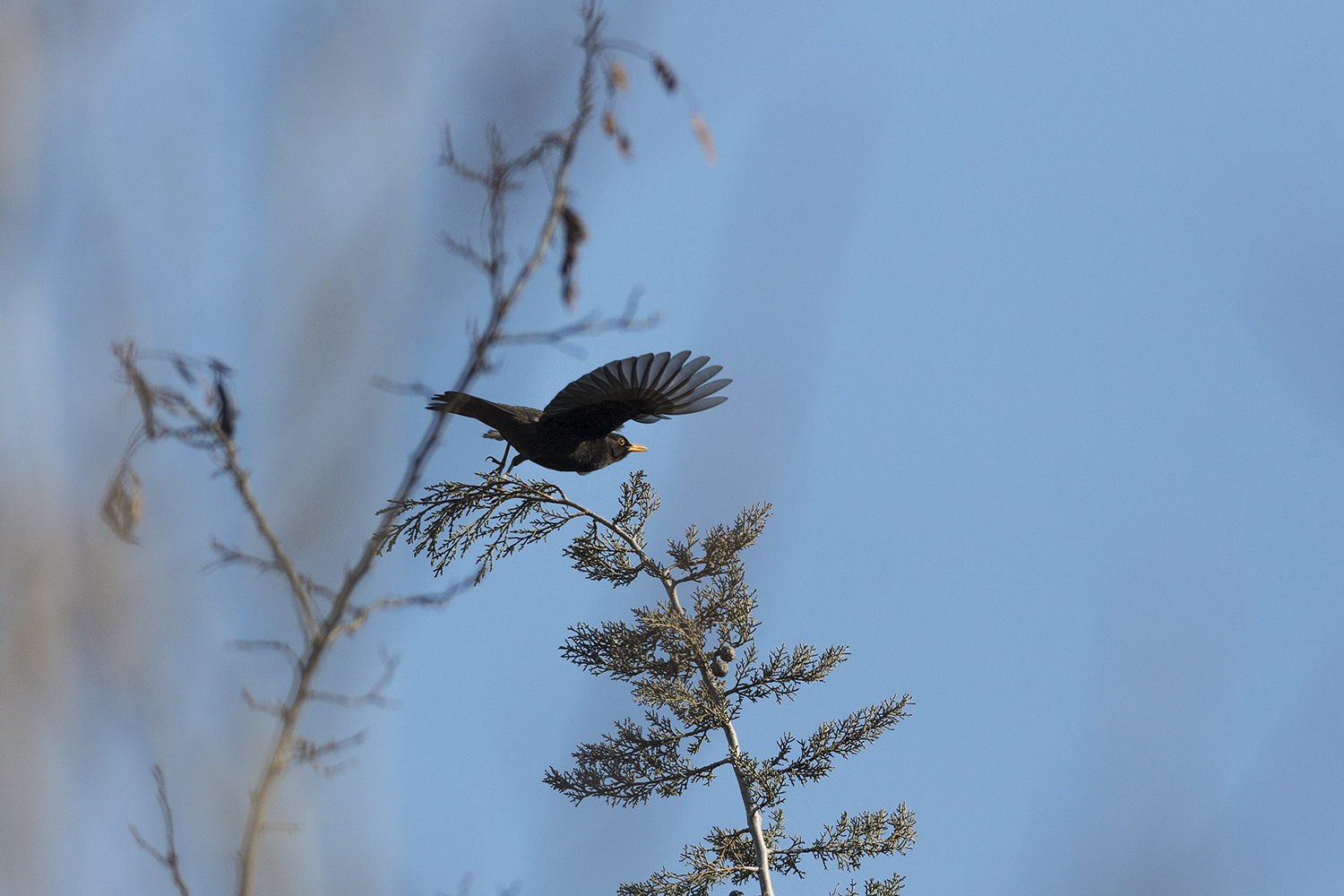 starling
