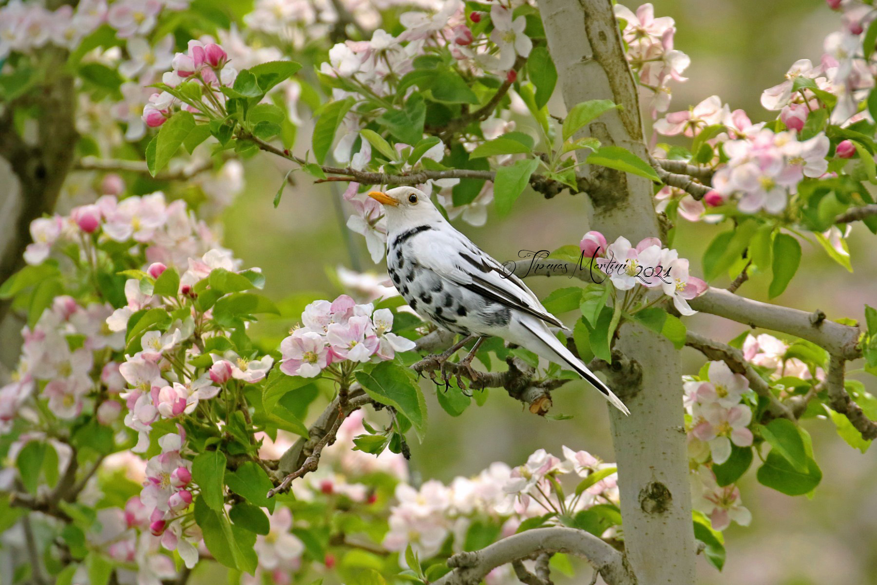 Merlo "bianco" sui meli in fiore