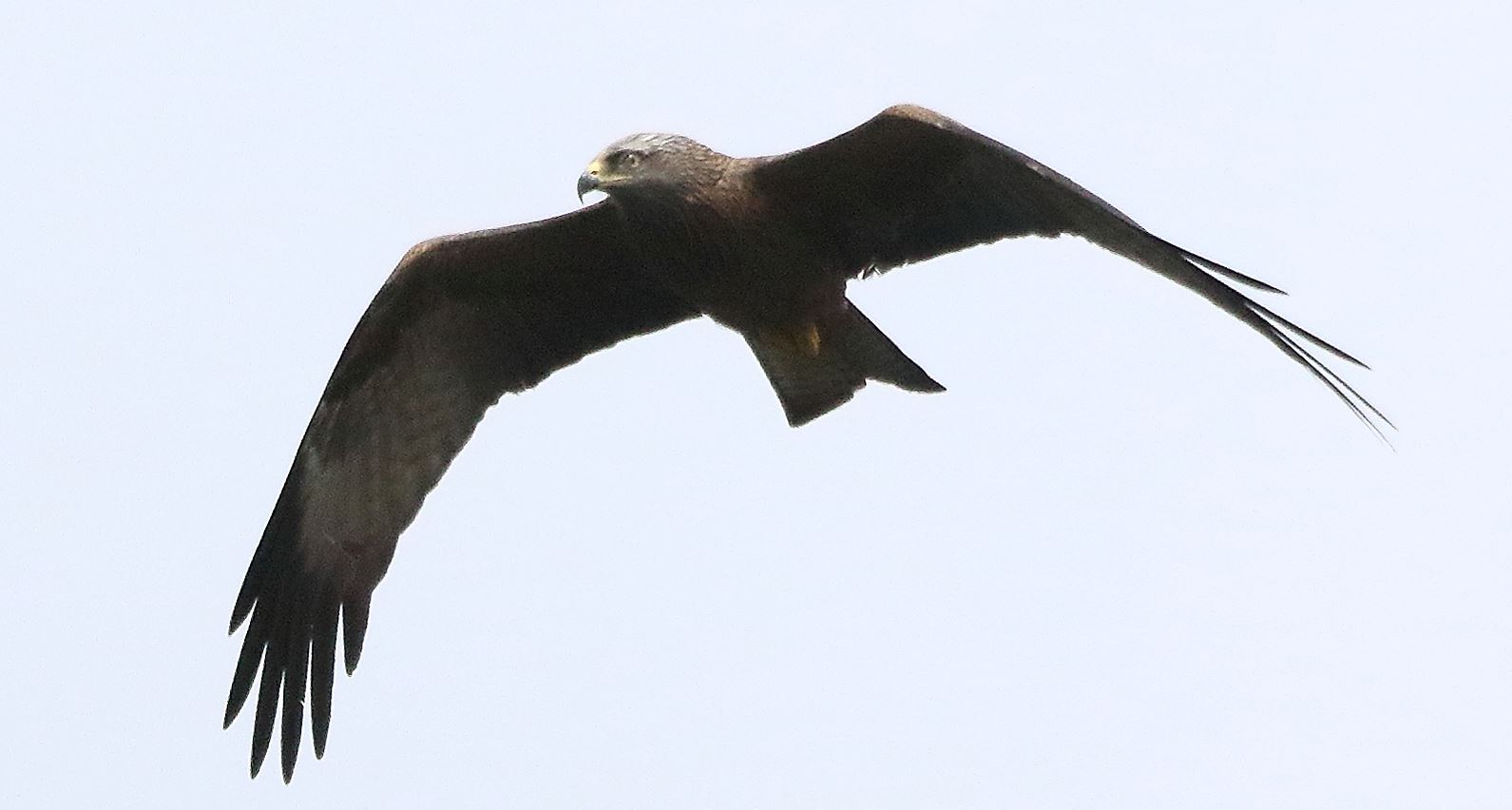 brown kite today 060521