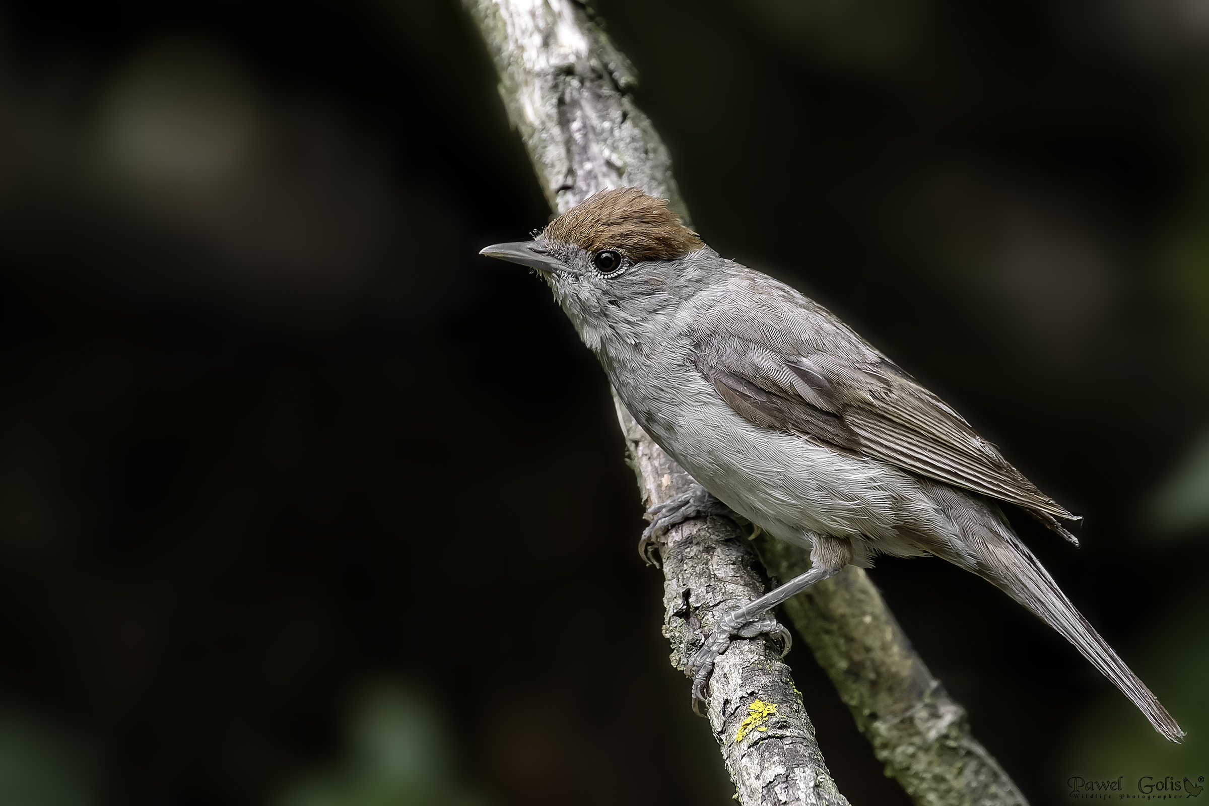 Berretto nero eurasiatico (Sylvia atricapilla)