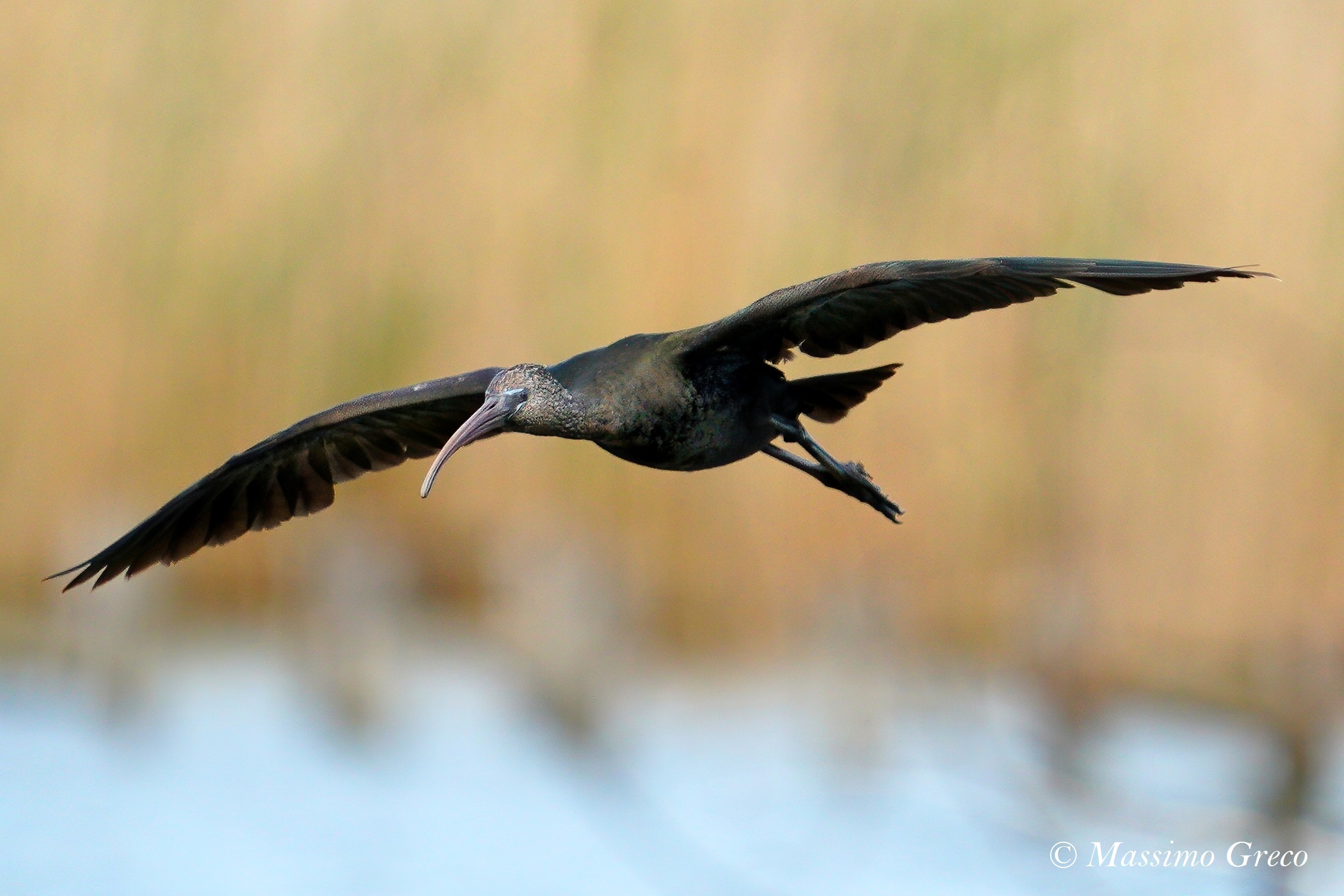 Mignattaio (Plegadis falcinellus)