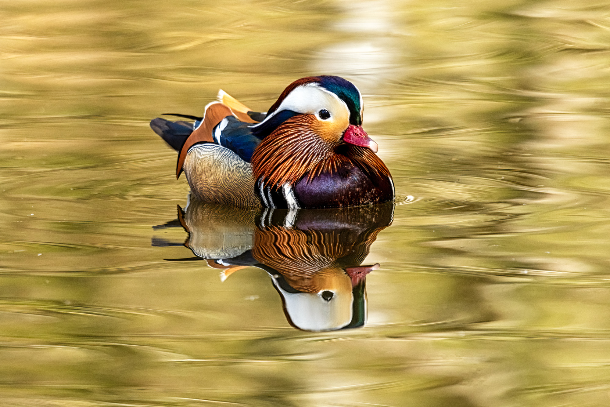 Anatra mandarina riflessa