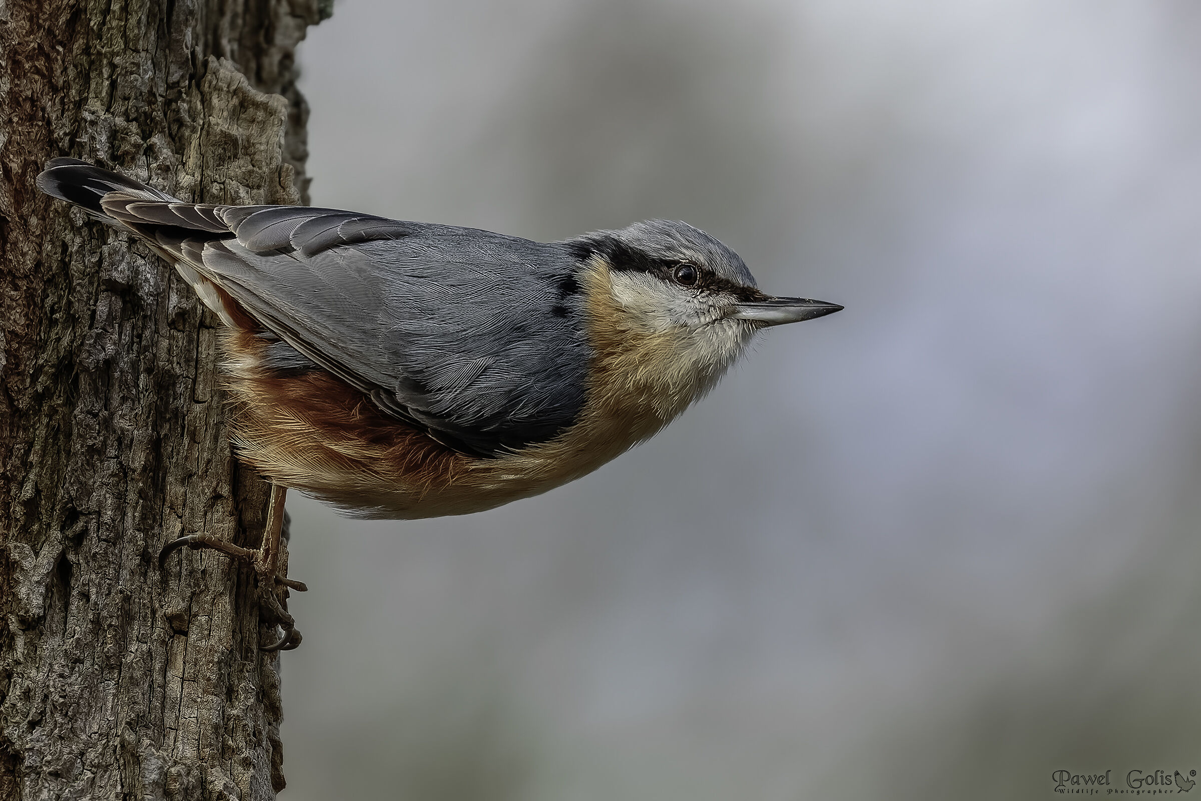 Nuthatch (Sitta europaea)