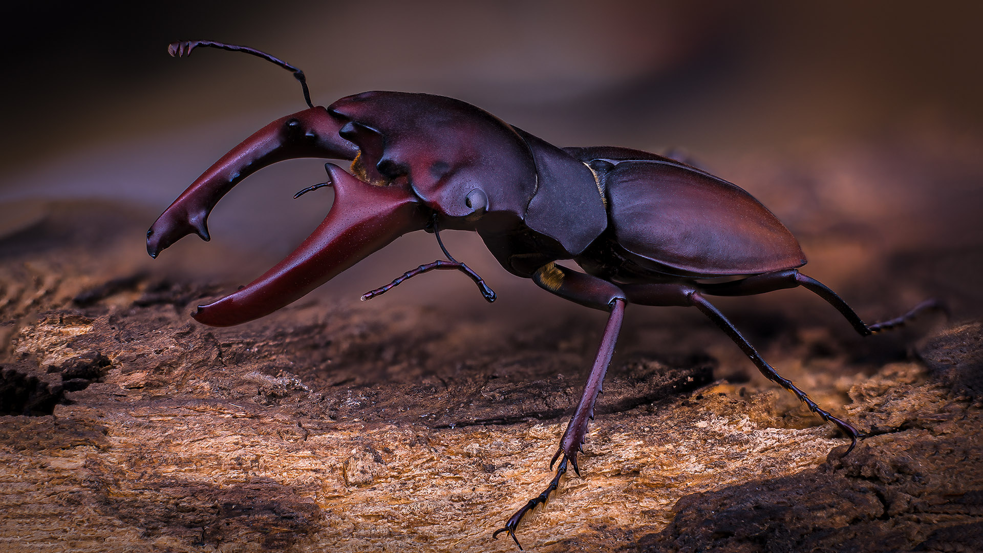 Macrocrates australis