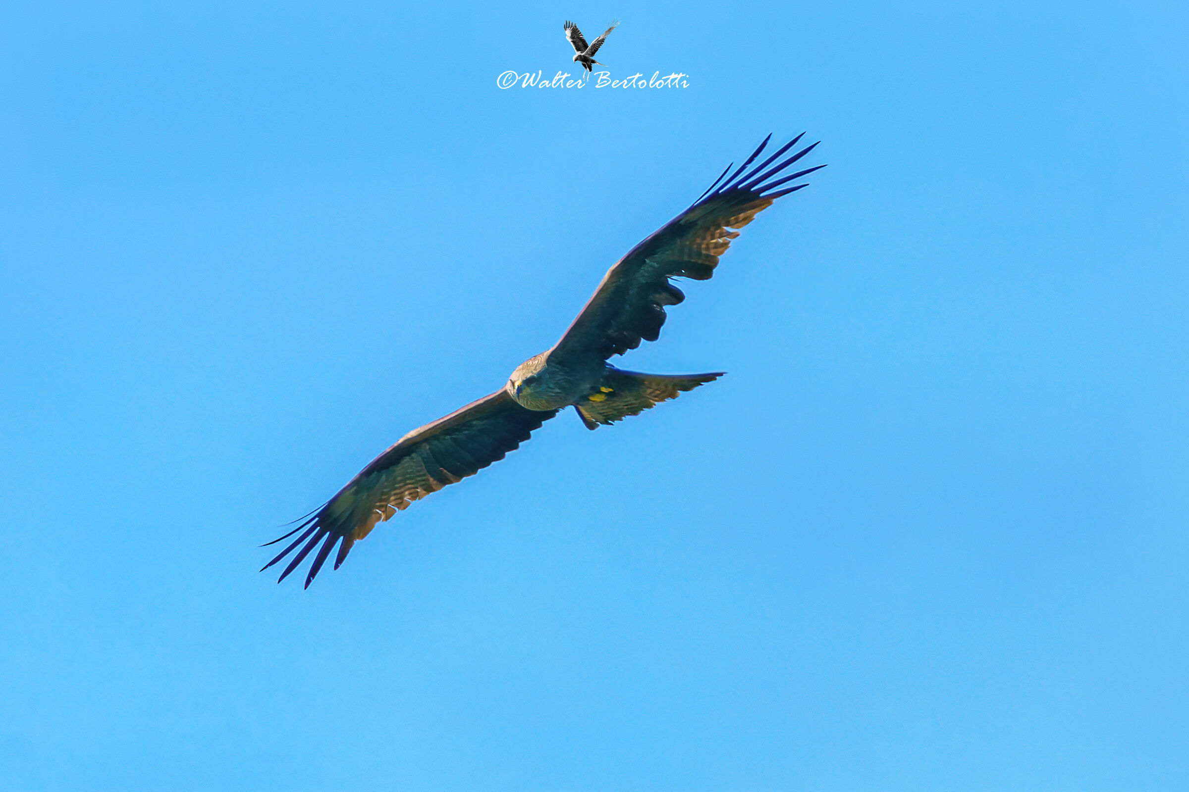 nibbio il perlustrazione