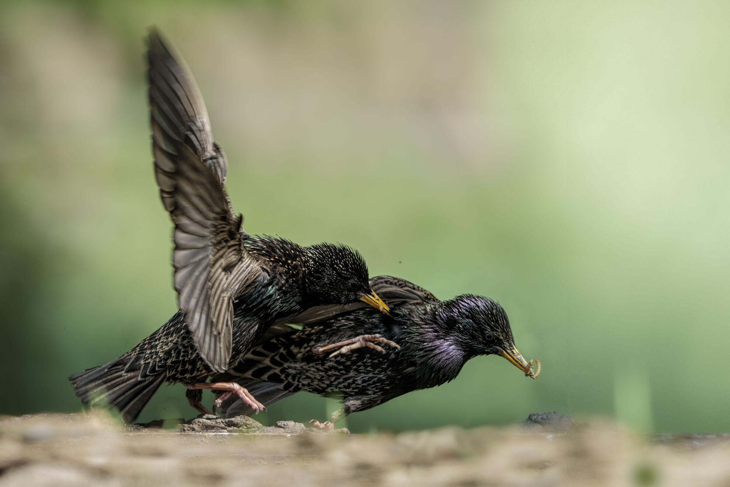 storni in battaglia per il cibo