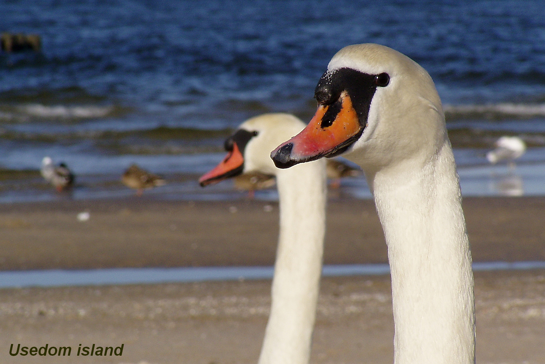 Better photographed with telephoto