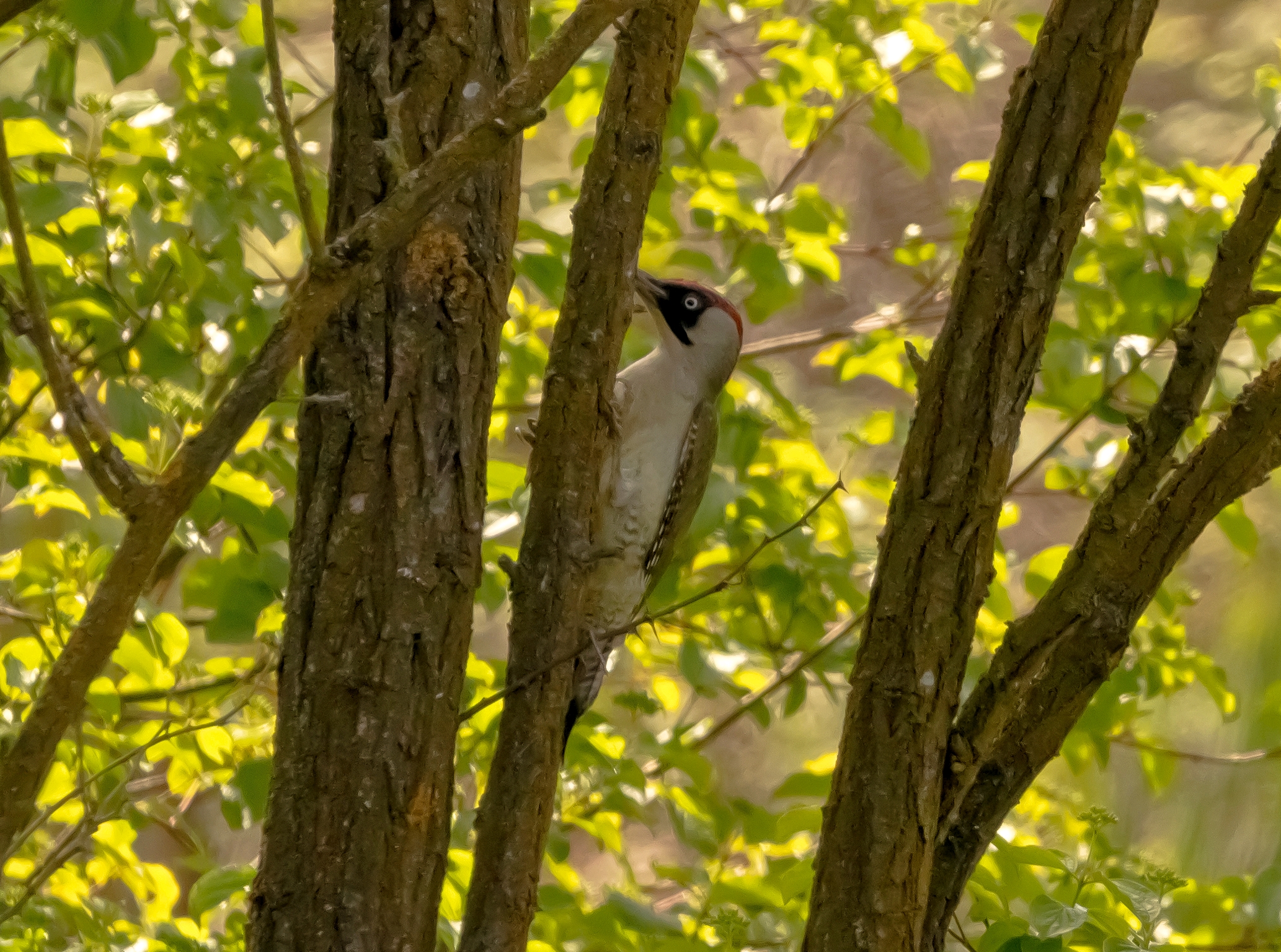 Male green woodpecker stopping Oasis Lipu 7/05/2021