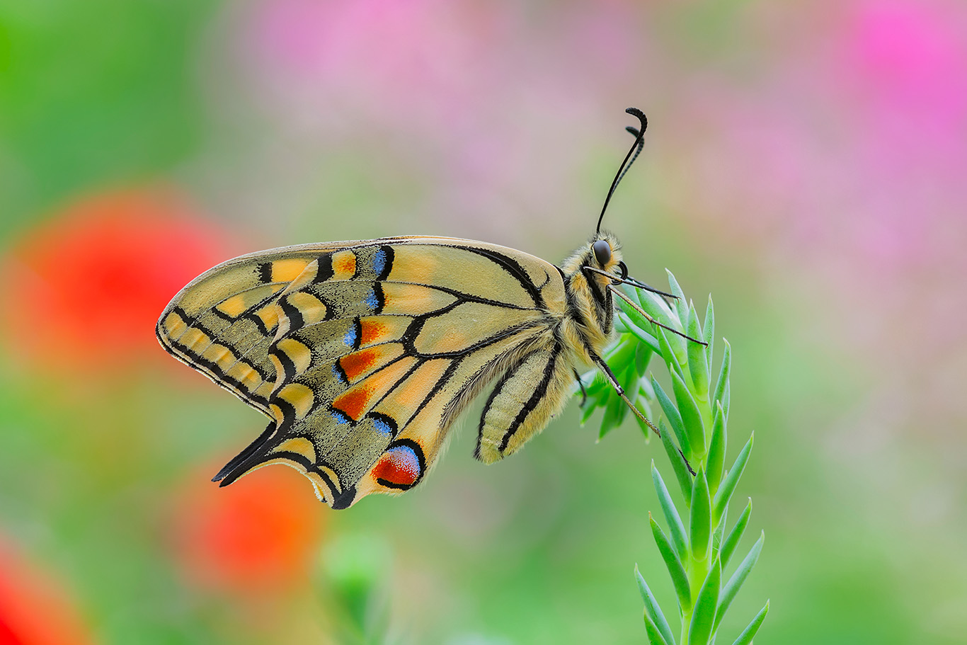 macro