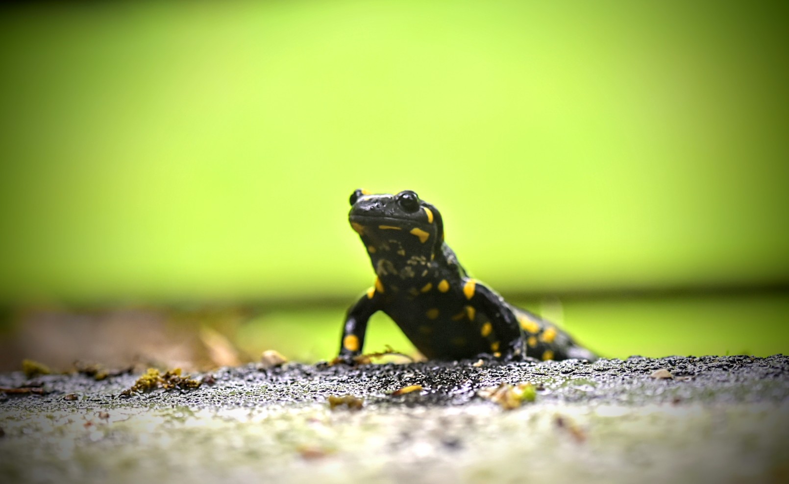 Salamandra