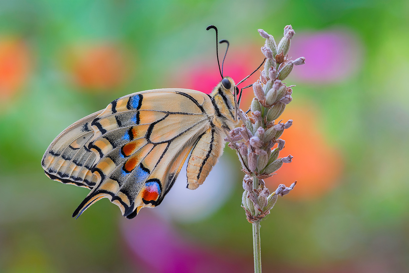 macro