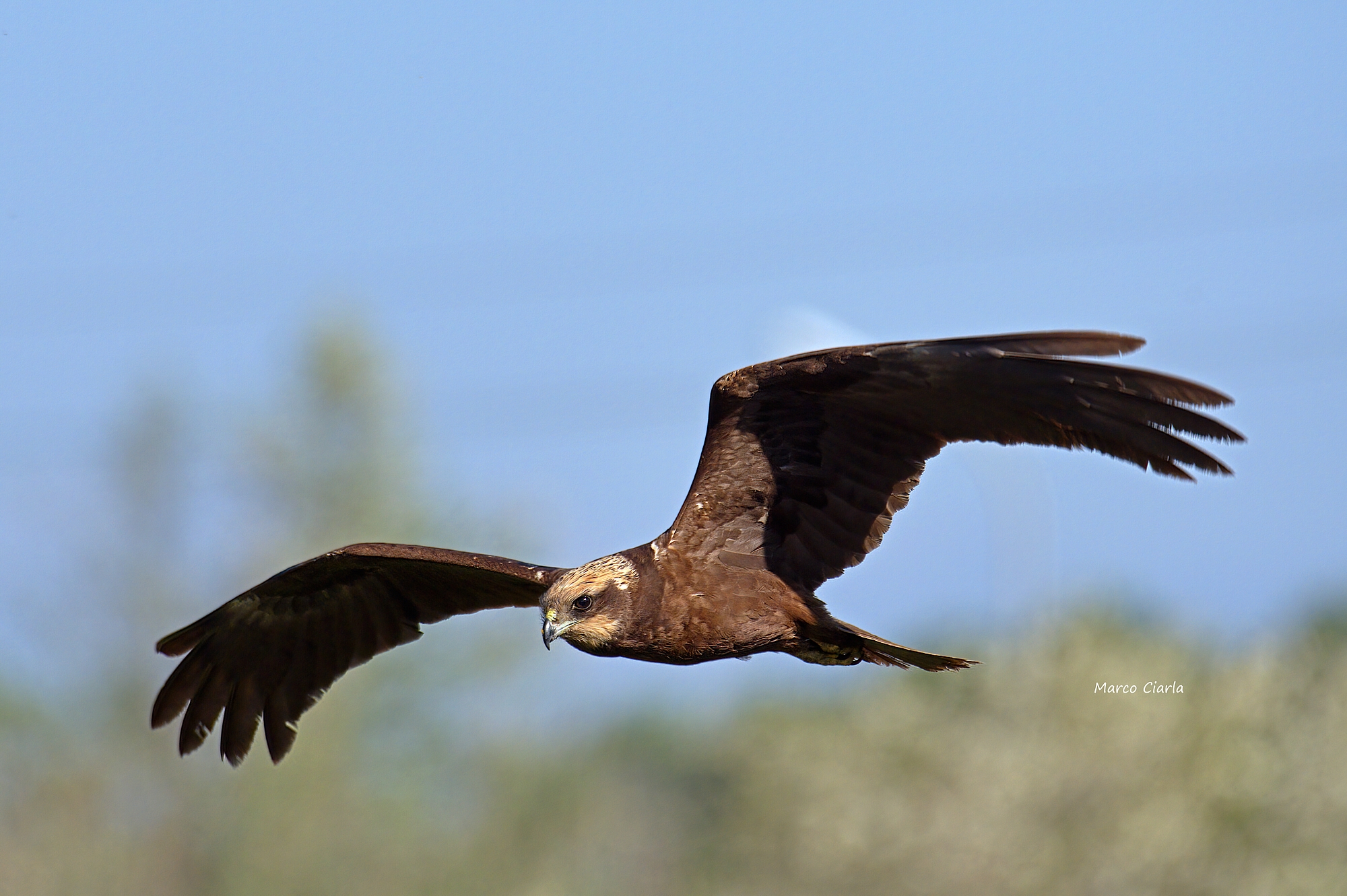 Falco di palude (Circus aeruginosus )