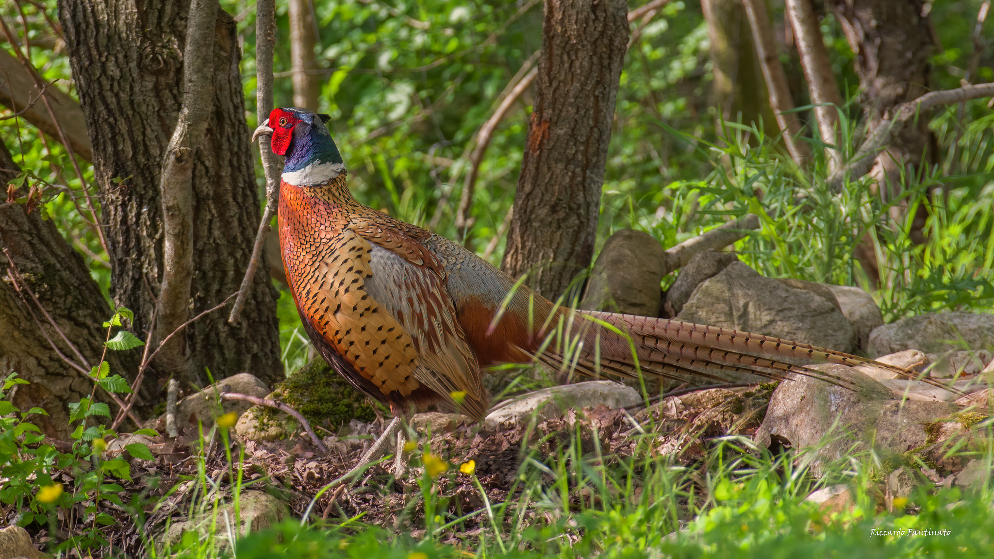 uno dei più colorati ..
