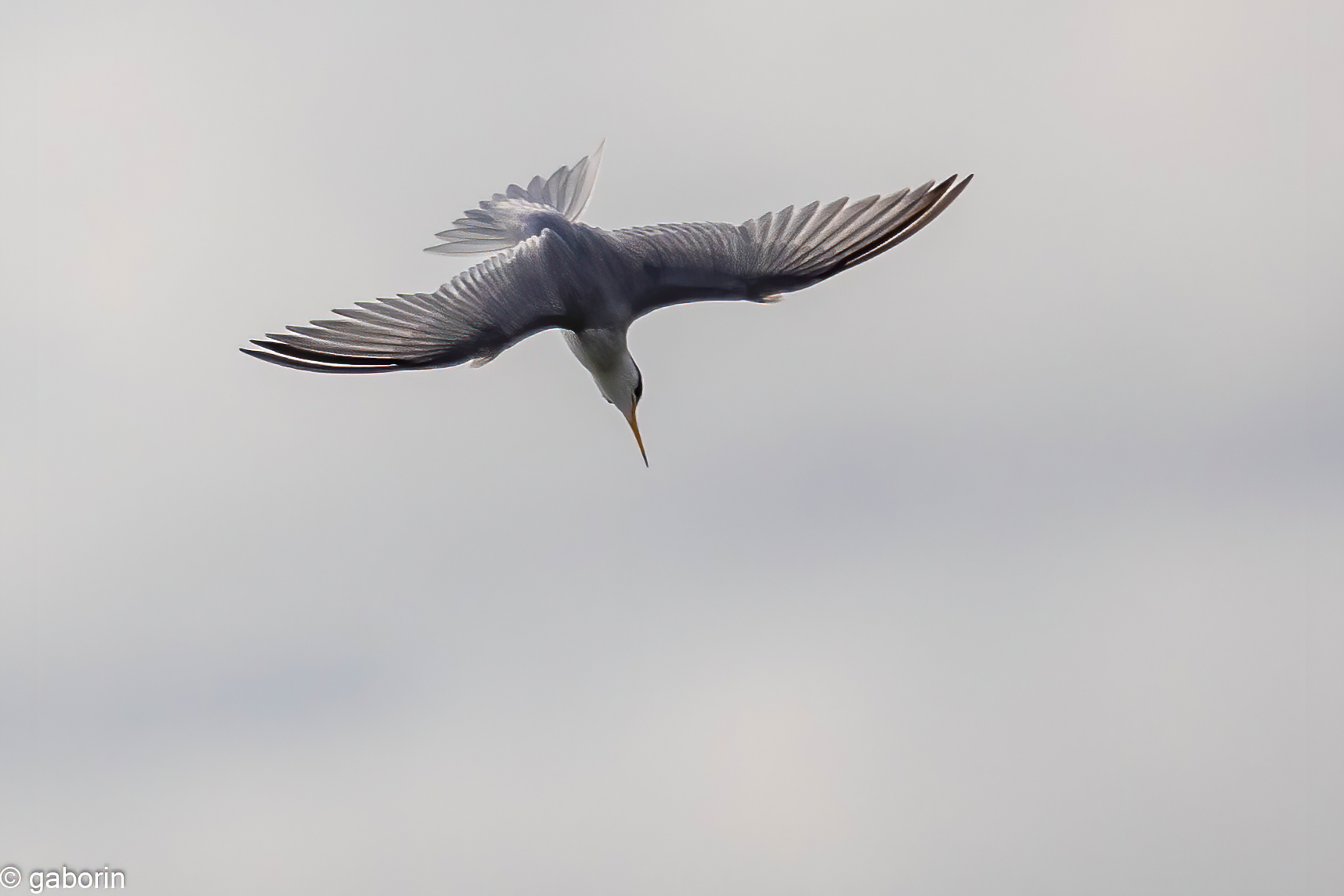 fraticello in picchiata