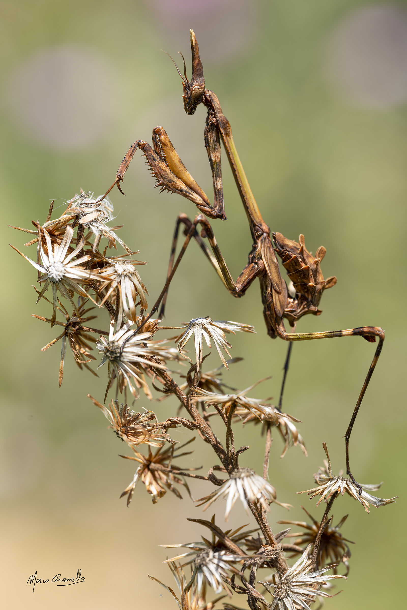 Empusa pennata