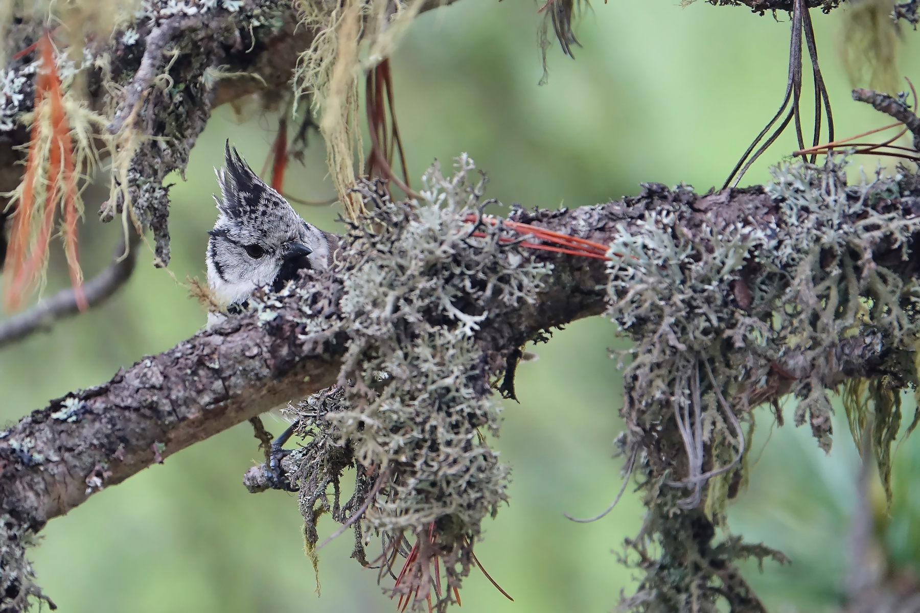 Perfect camouflage (Cincia dal Tuft)