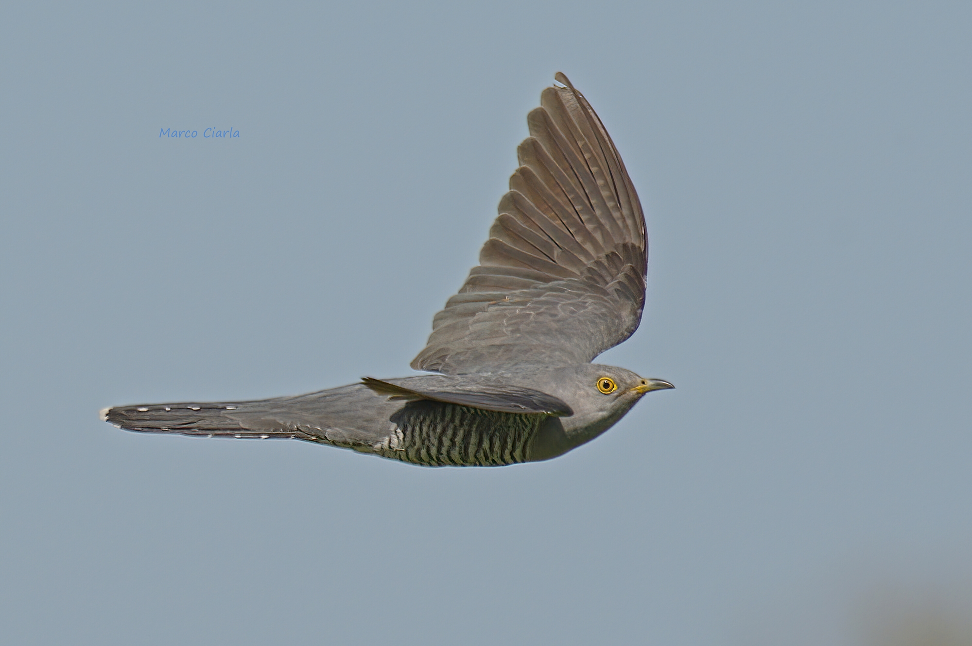 Cuculo (Cuculus canorus)