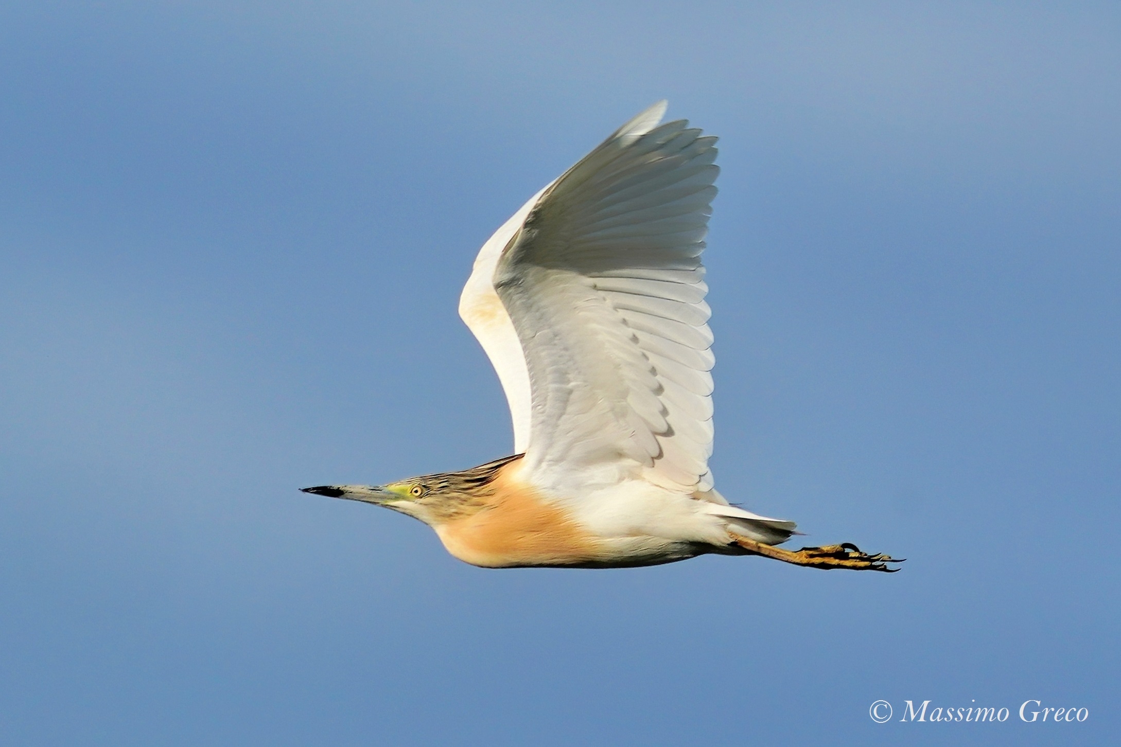 Tufted Sgarza (Ardeola ralloides)