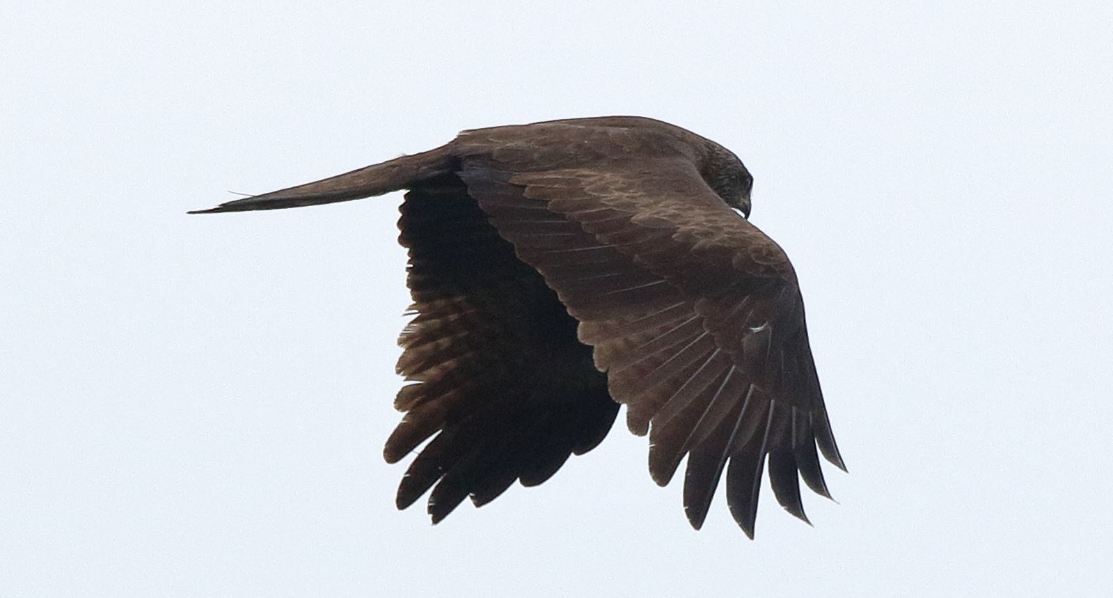 black kite