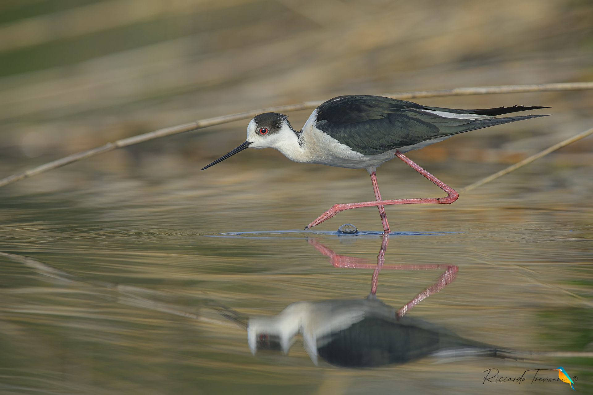 chivalric geometries