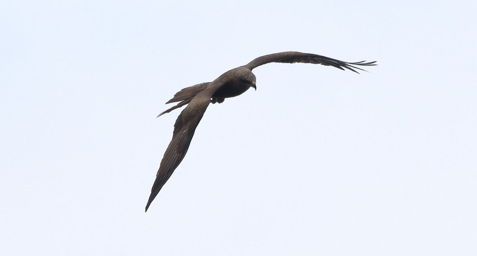 black kite