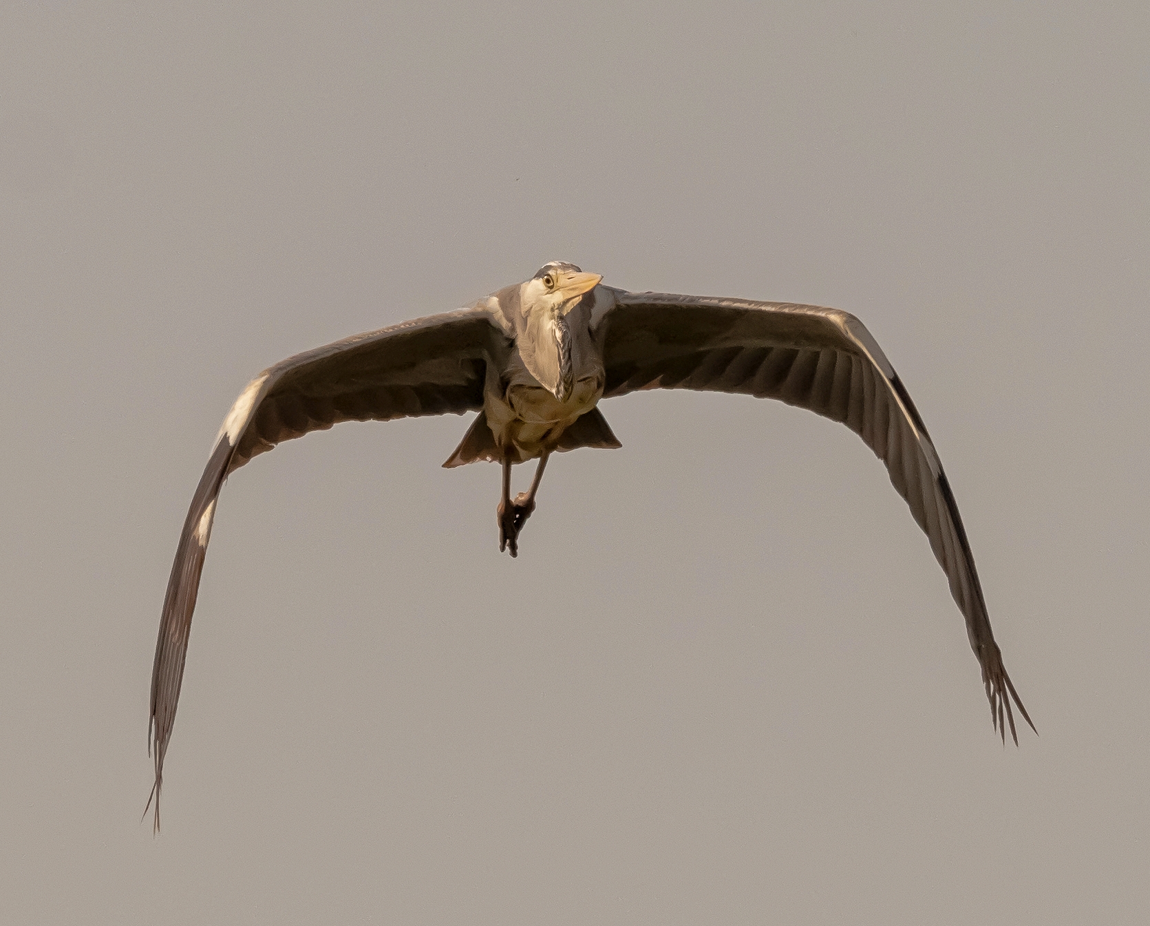face-to-face with Heron Cenerino Oasis lipu 2/04/2021