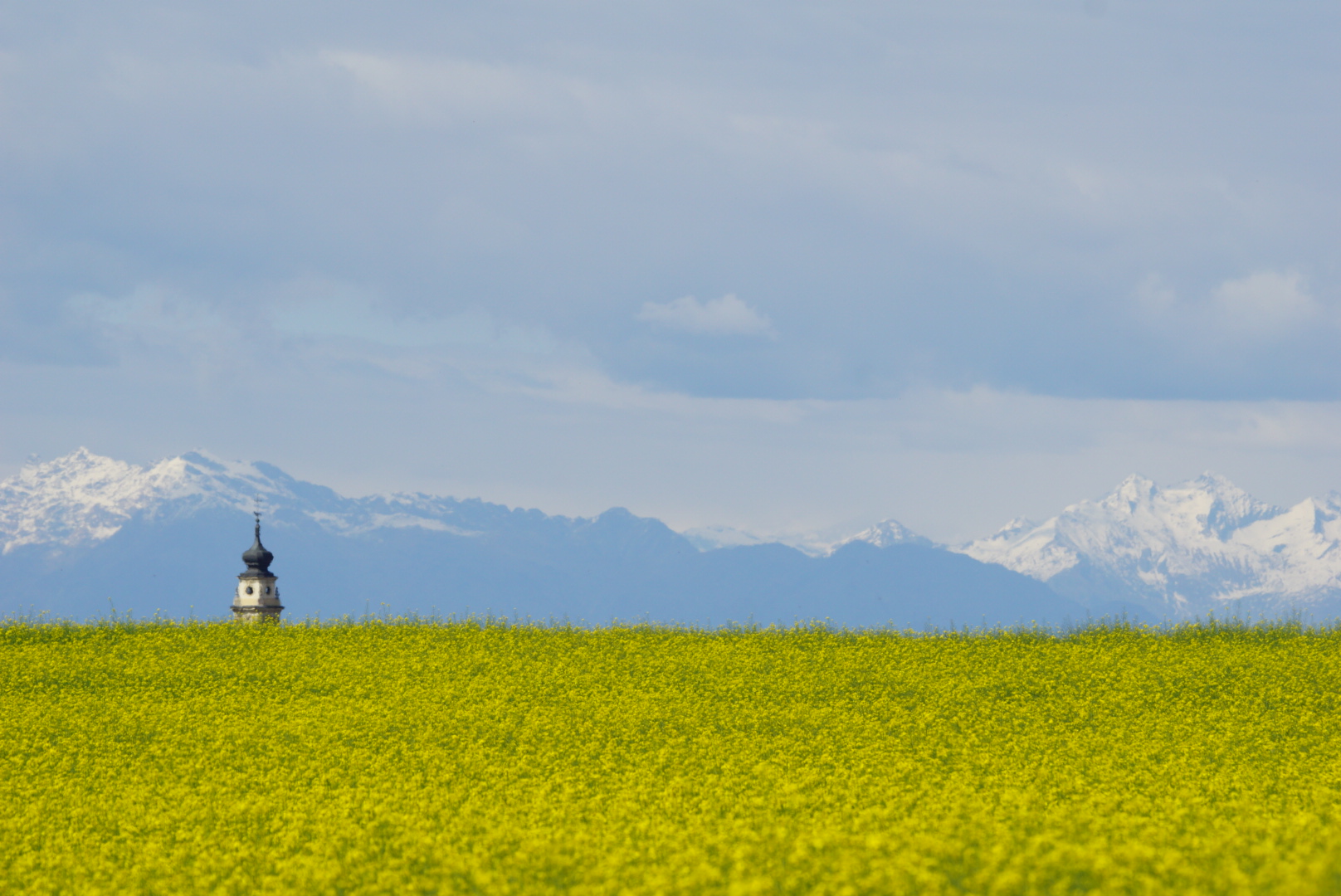 Rapeseed fields