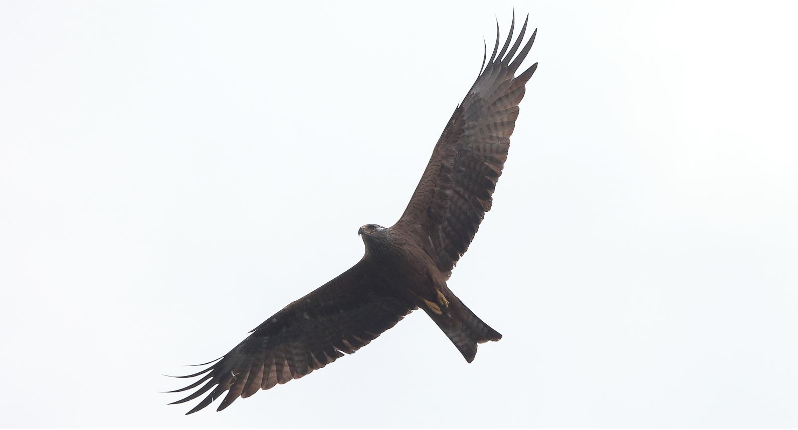 black kite
