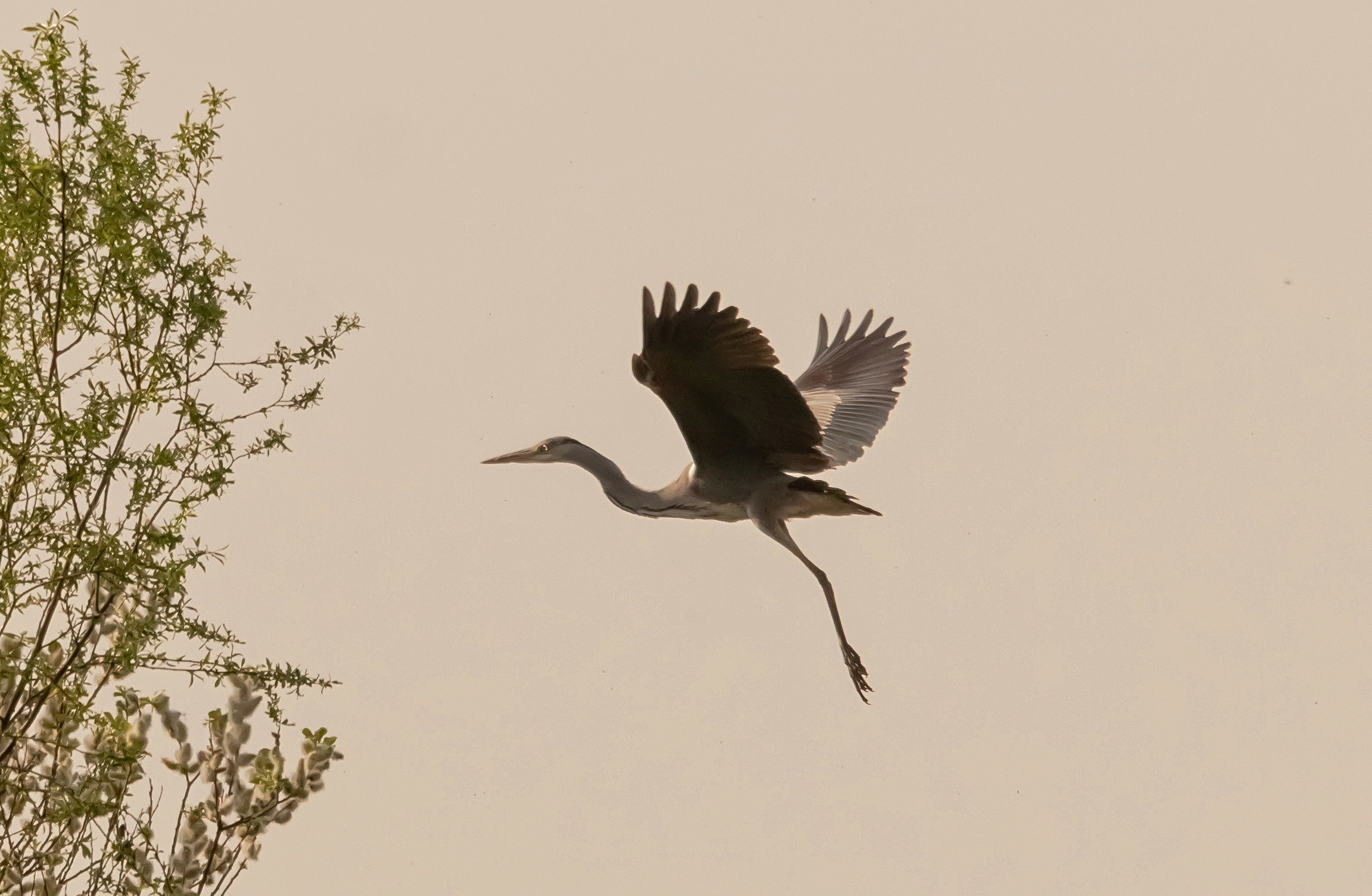 Heron Cenerino in flight Oasis Lipu 14/04/2021