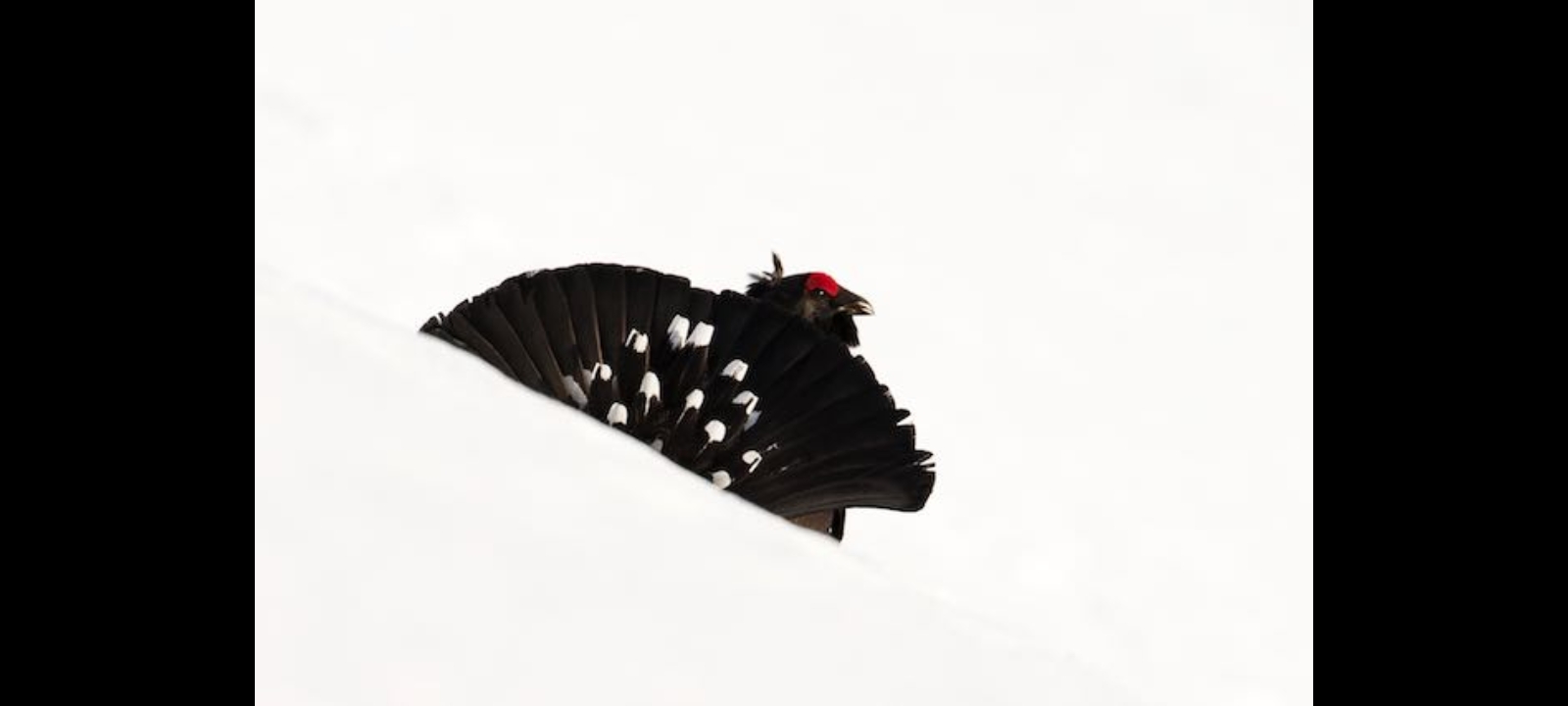 Ibrido di gallo forcello