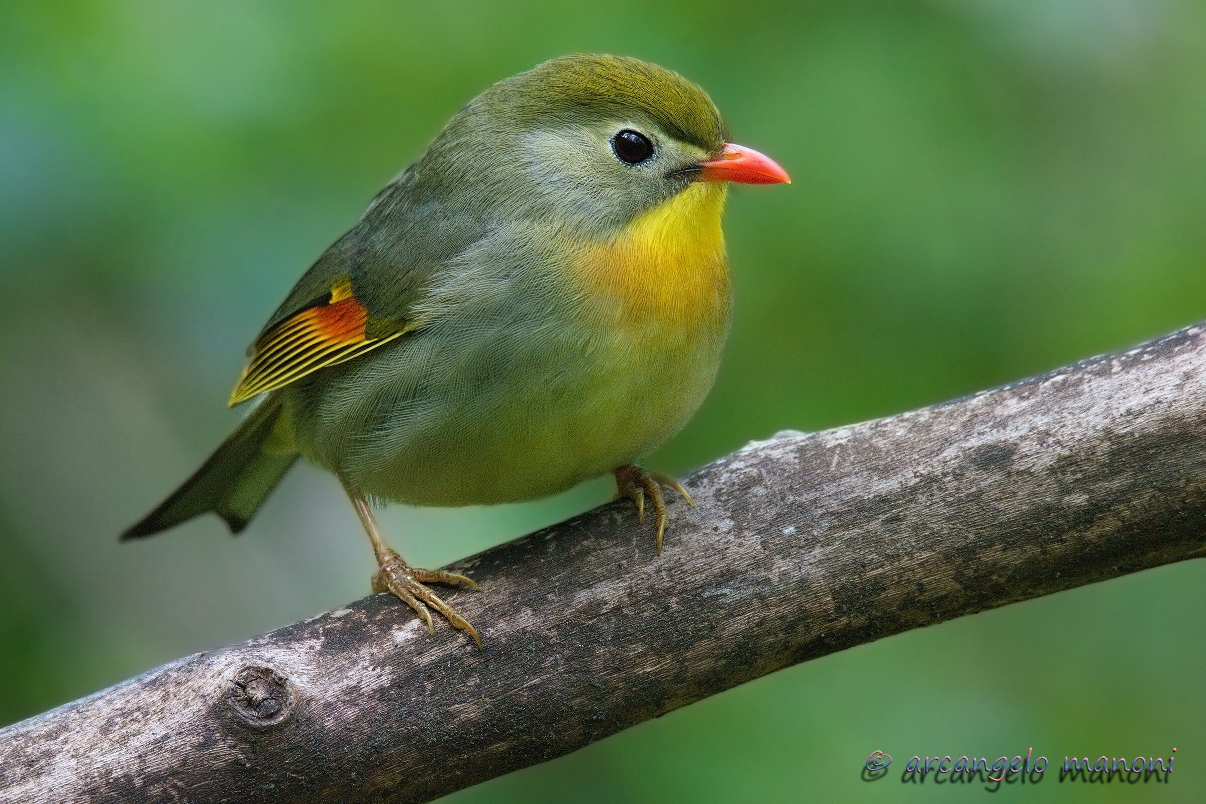 Mr. Nightingale of Japan