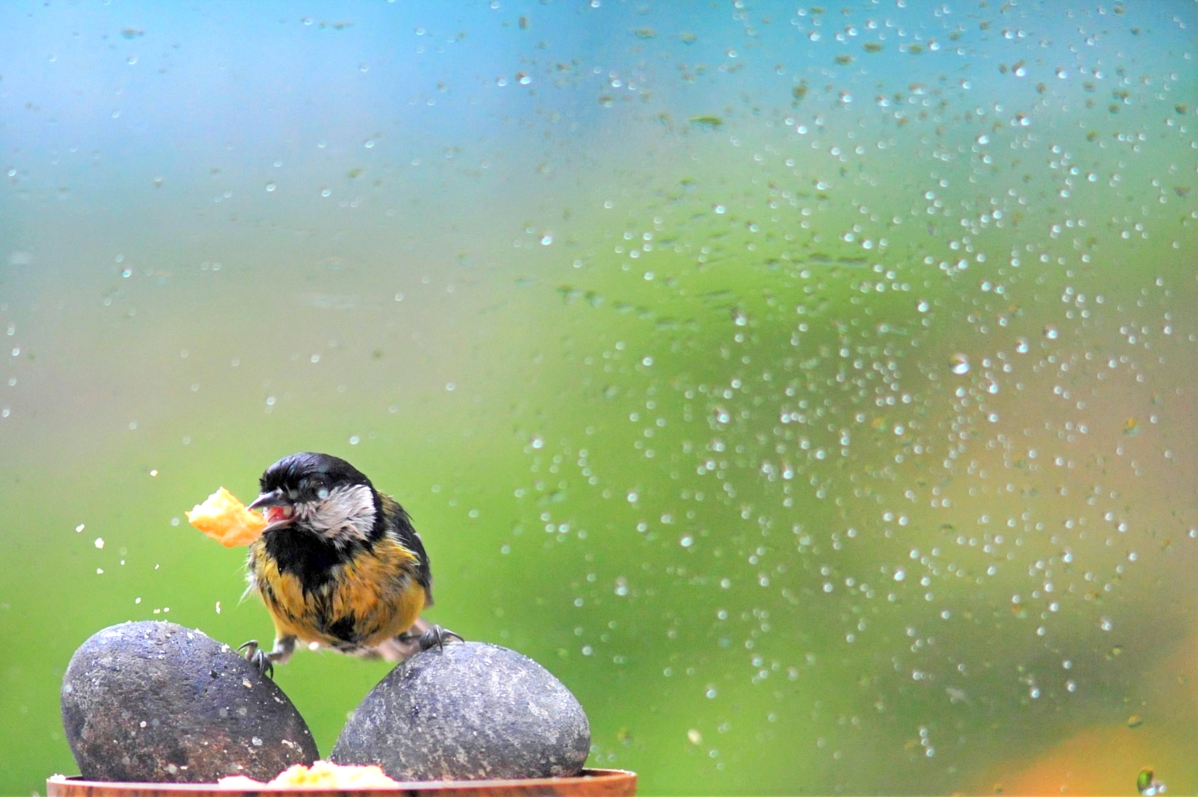 L'equilibrista.