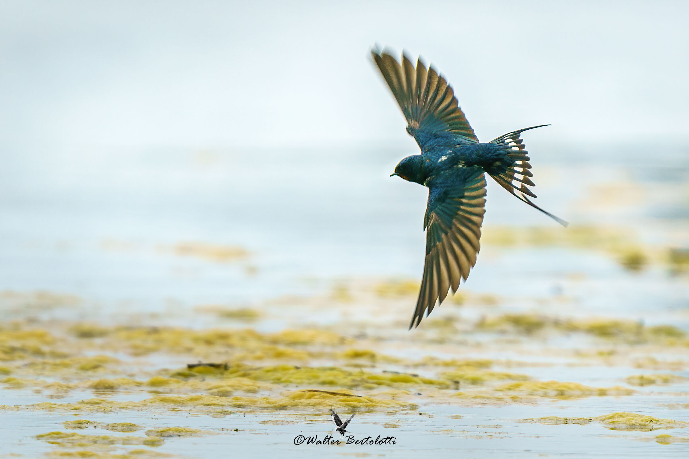 inseguendo il moscerino
