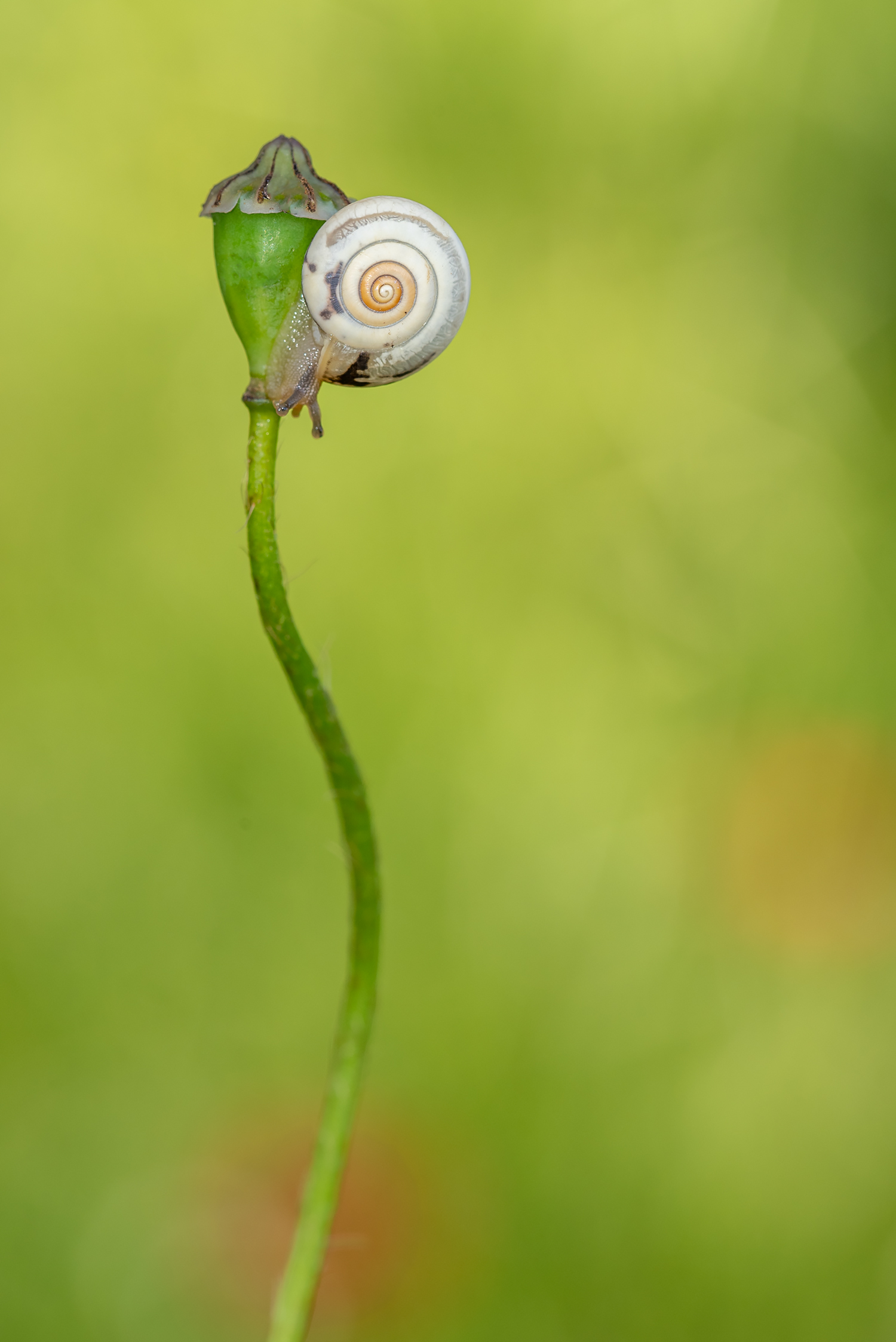 The Snail on the Lantern