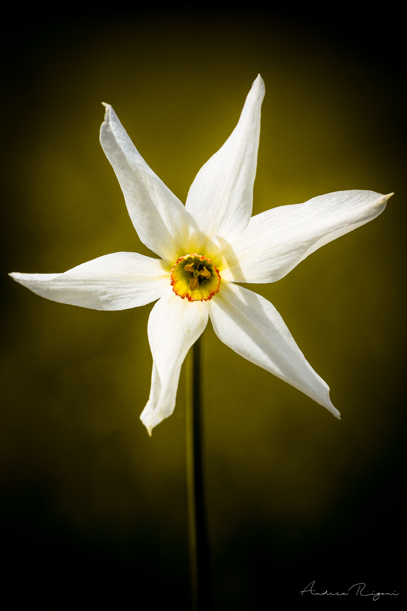 narcissus