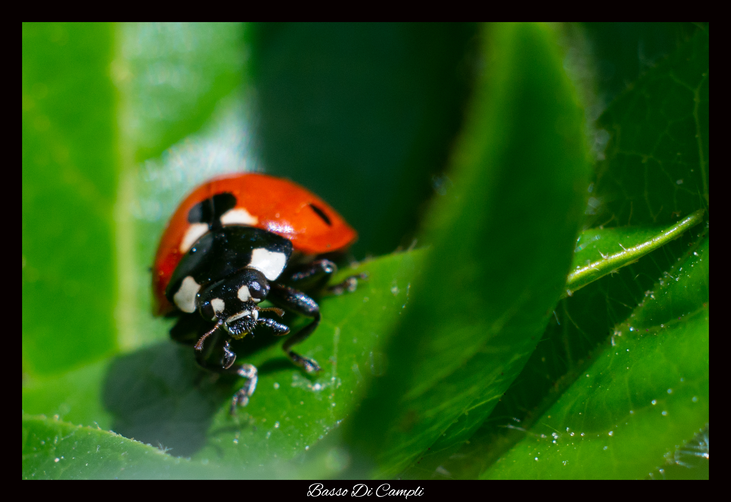 Coccinella