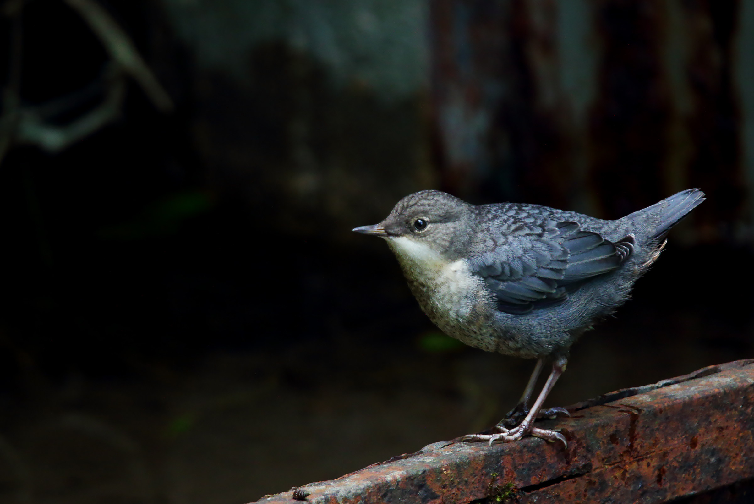 la nuova generazione