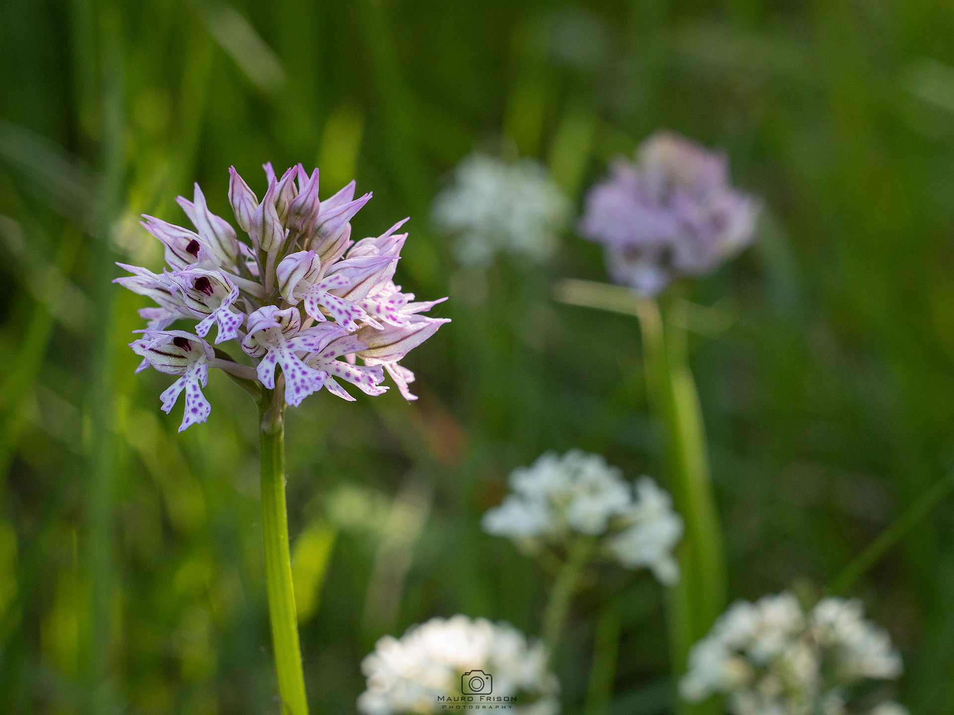 Orchis Tridentata