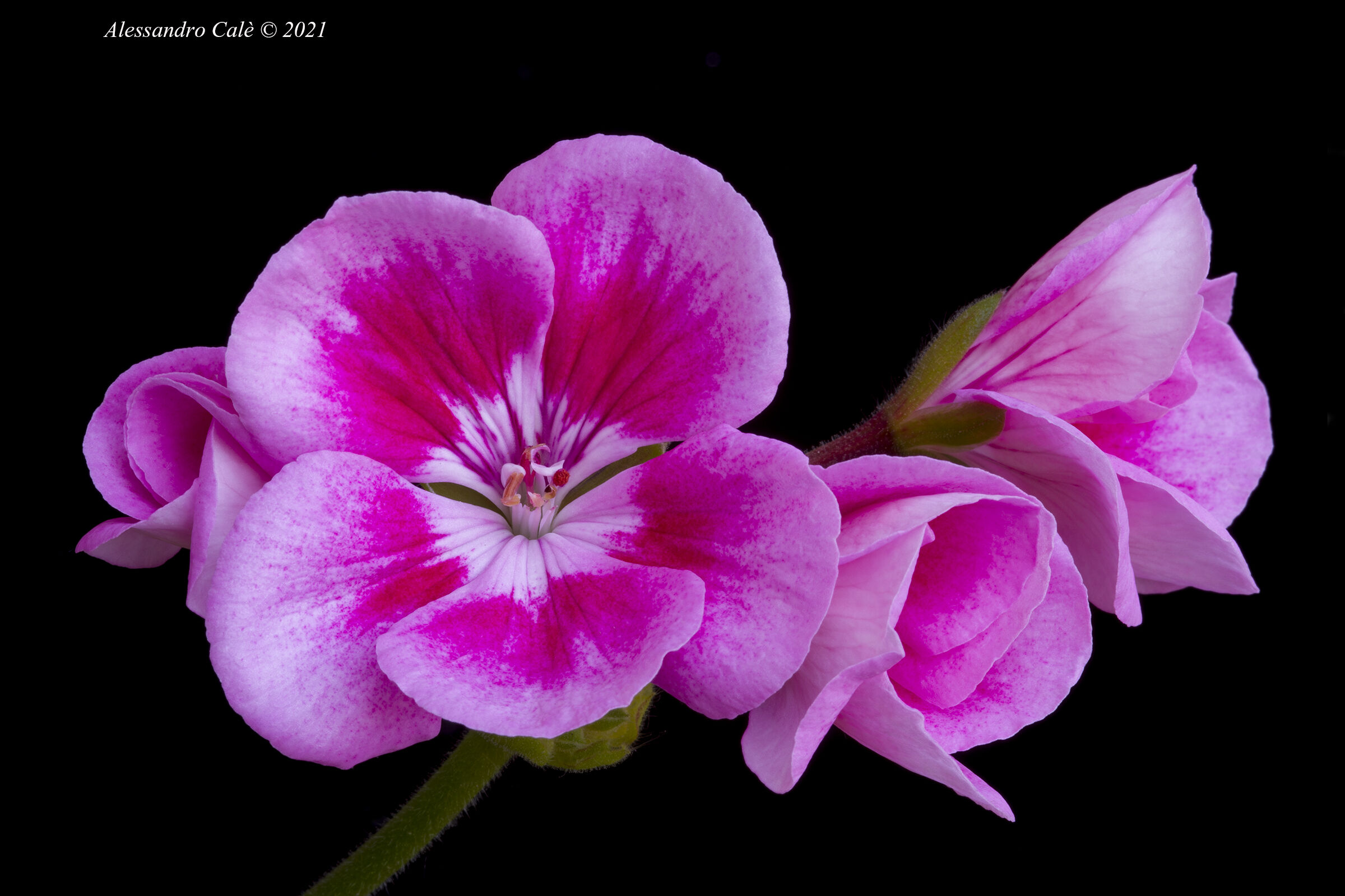 The Geraniums of Antoinette 0575
