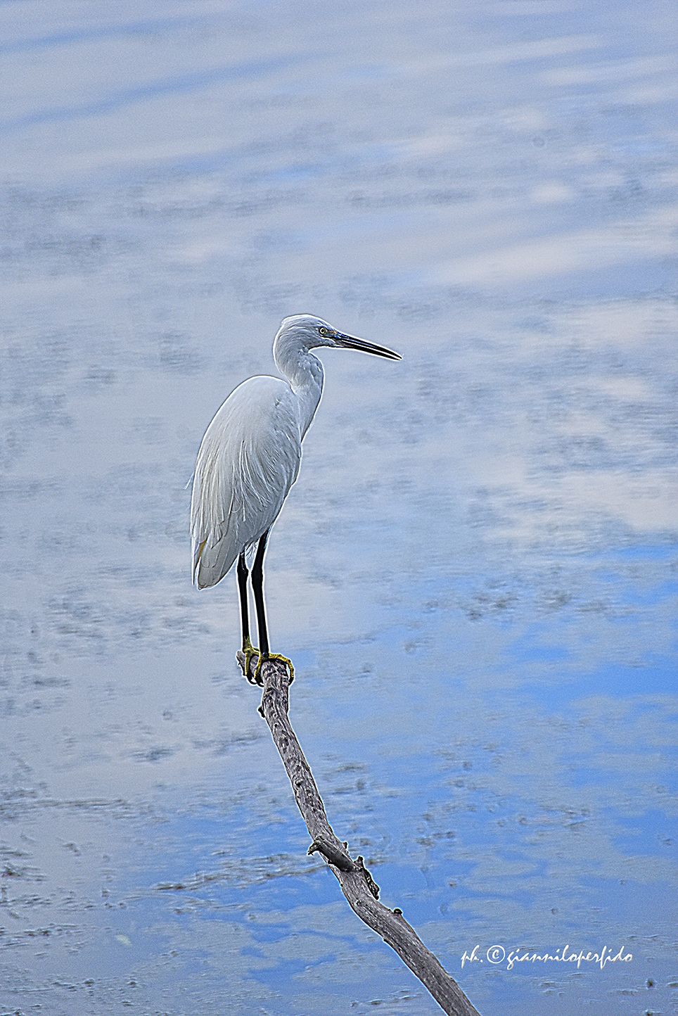 Garzetta incredibile