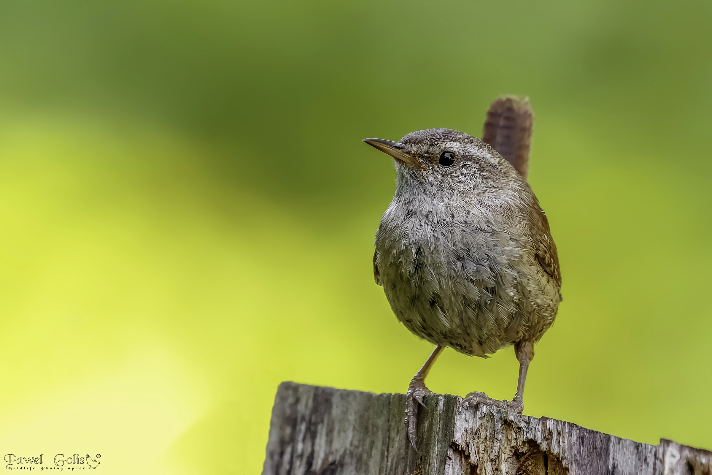 Scricciolo (Troglodytes troglodytes)