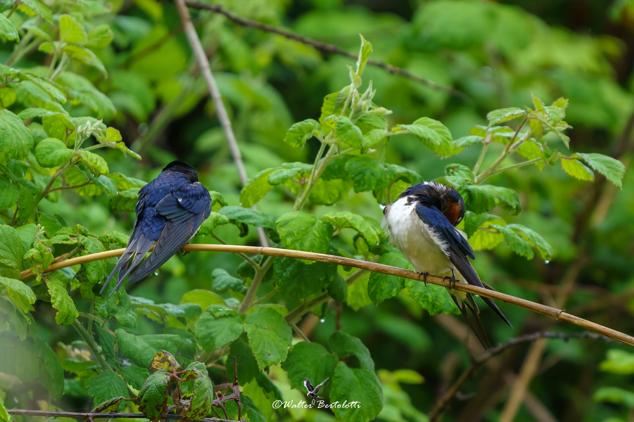 dopo la pioggia...pulizie!