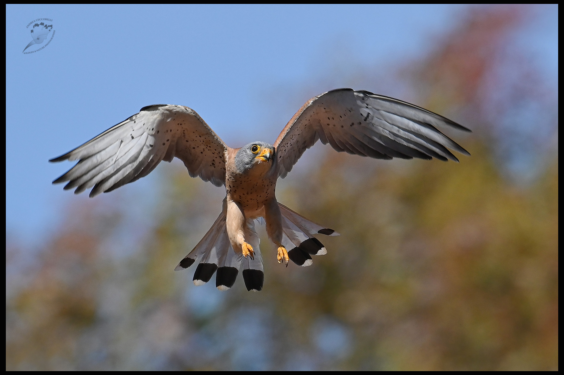 Falco grillaio naumanni