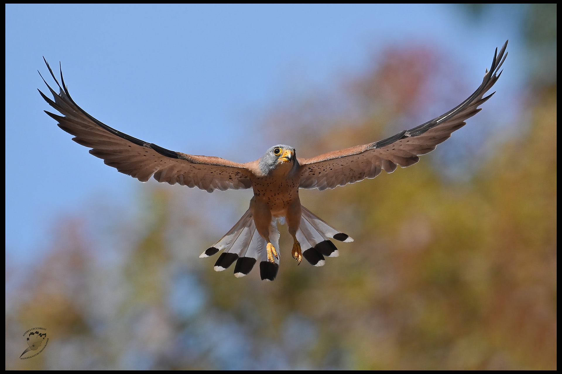 Naumanni cricket falcon