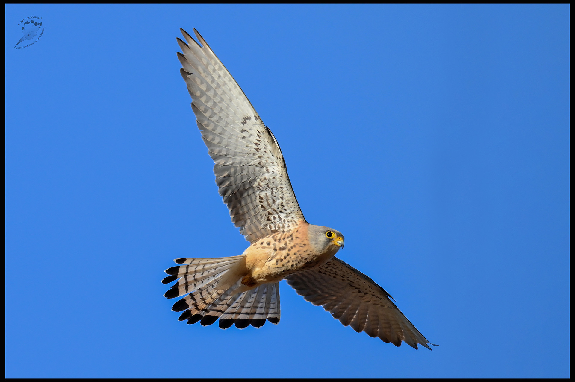 Falco grillaio naumanni