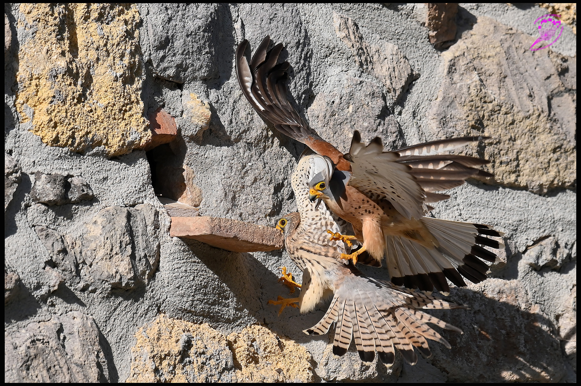 Falco grillaio naumanni