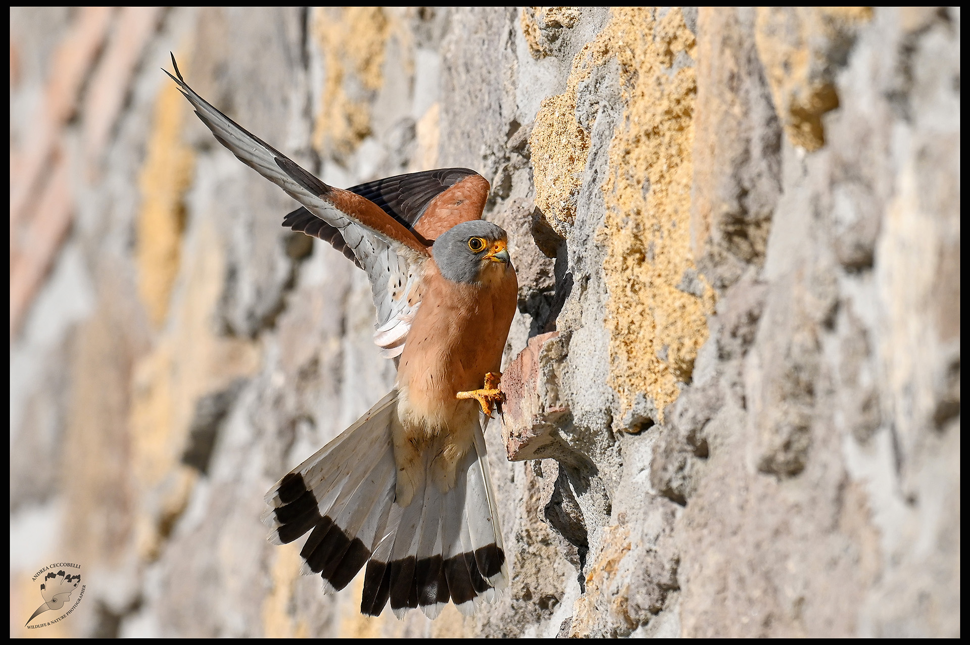 Naumanni cricket falcon
