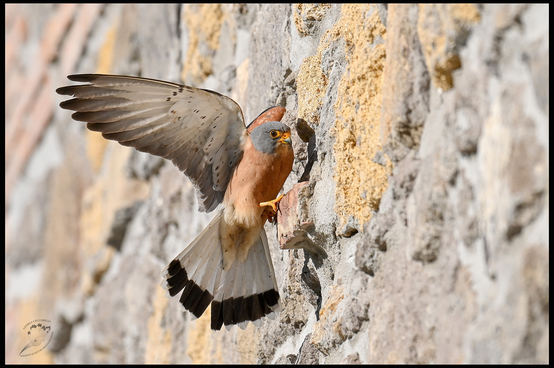 Falco grillaio naumanni