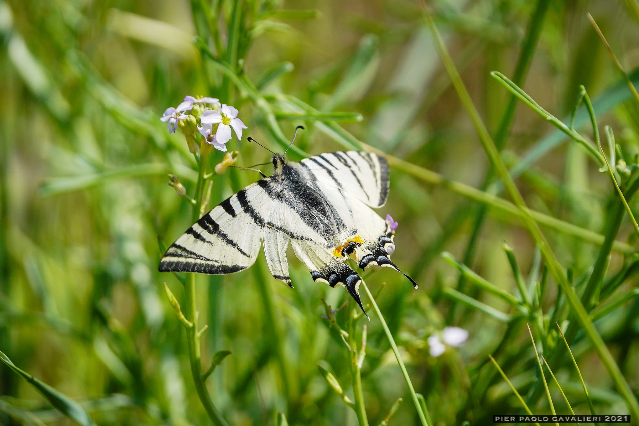 Lido di Spina, on the dunes